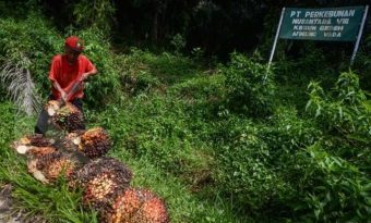 Seorang buruh tani memanen kelapa sawit di Perkebunan PTPN VII Kebun Gedeh, Kabupaten Cianjur, Jawa Barat, Senin (3/12/2018).